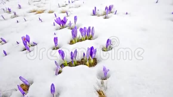 雪中送炭视频的预览图