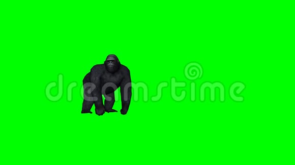 大猩猩嚎叫和攻击绿色屏幕视频的预览图