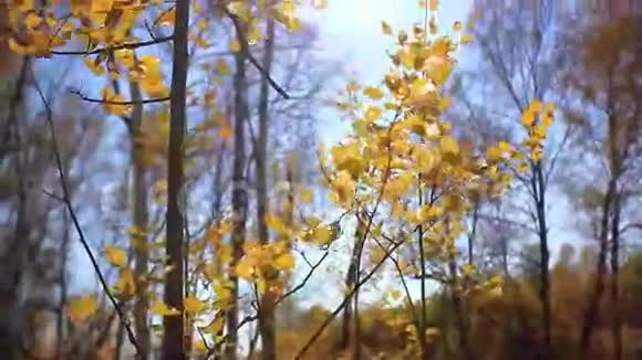 阳光透过五颜六色的秋叶照进来视频的预览图
