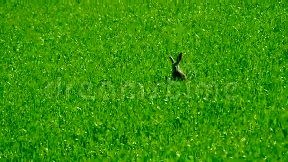 野兔在田野里视频的预览图