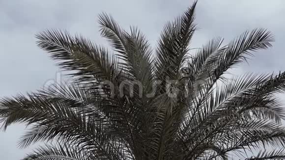 棕榈树在天空背景上缓慢运动视频的预览图