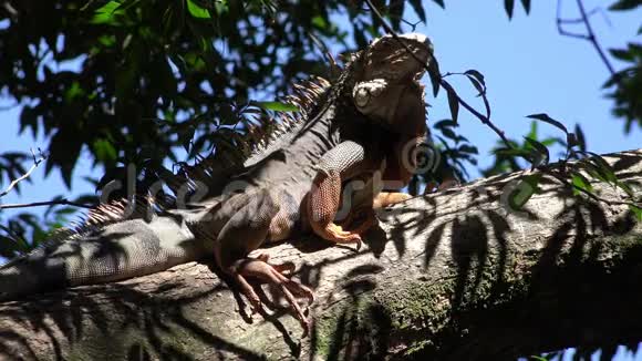 鬣蜥爬行动物野生动物视频的预览图