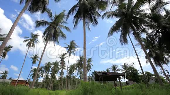 丛林森林中的椰子树1920x1080高清高清视频的预览图
