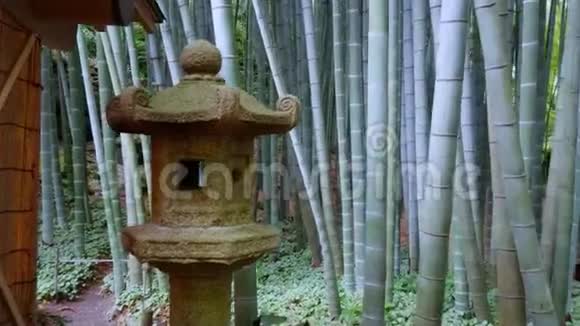 穿过日本的竹林视频的预览图