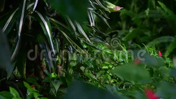 热带花卉的特写美丽的热带背景红色和绿色背景热带背景4K视频的预览图