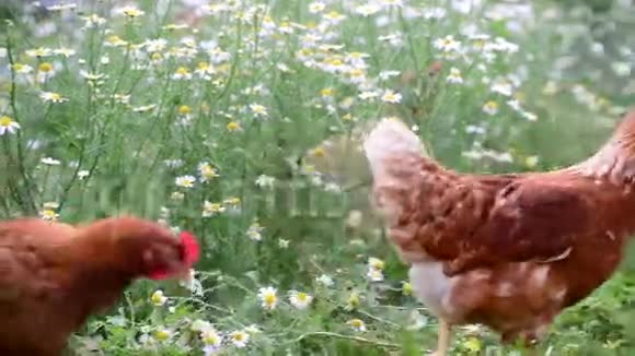 天然食草母鸡视频的预览图