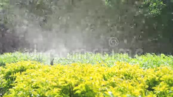 花洒头在花园浇水全高清视频的预览图