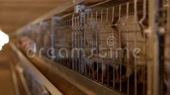 饲养肉鸡和鸡肉鸡坐在棚子里的栅栏后面家禽屋视频的预览图