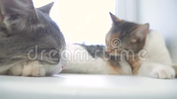 猫在窗台上睡觉慢动作视频有趣的视频猫猫是睡眠生活方式可爱的宠物视频的预览图