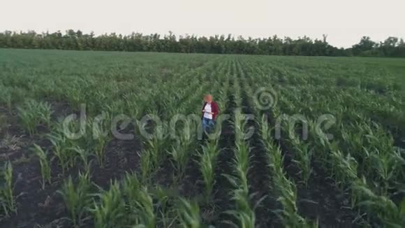 农民监测玉米作物空中勘测玉米田顶景4K慢动作视频视频的预览图