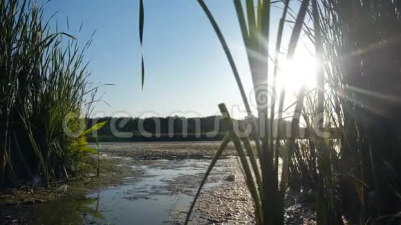池塘与芦苇自然野生日落生活方式景观阳光有芦苇的湖是俄罗斯的自然湖面日落视频的预览图