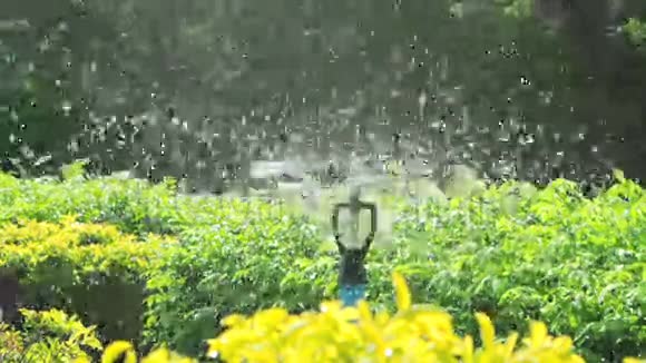 花洒头在花园浇水全高清视频的预览图