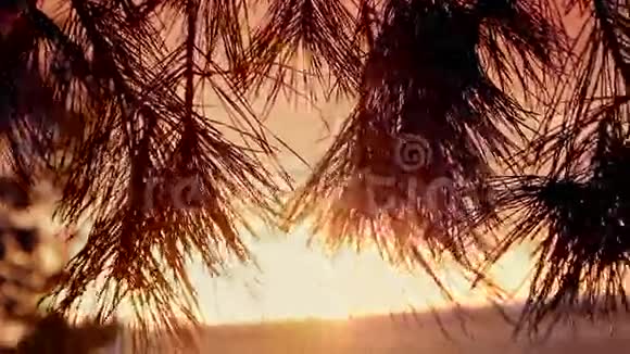 日落时的树枝视频的预览图