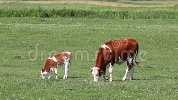 牧场上的牛和小牛视频的预览图