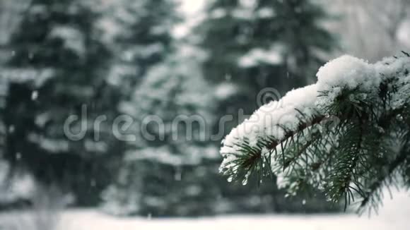雪落在杉树枝上视频的预览图