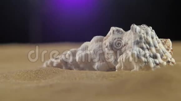 带沙子的海壳黑色背光旋转视频的预览图
