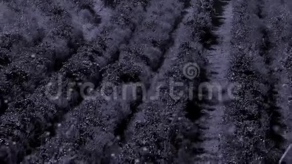 葡萄园山农业视频的预览图
