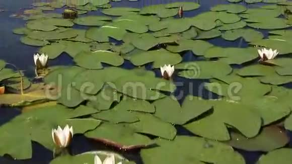 曼哲罗克湖上美丽的睡莲阿尔泰克拉伊视频的预览图