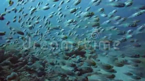 红海里的珊瑚和玻璃鱼埃及视频的预览图