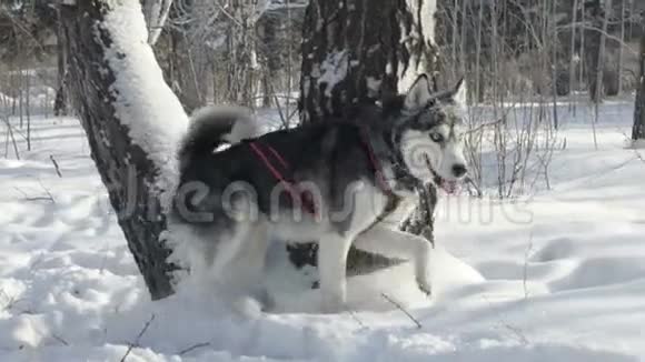 西伯利亚哈士奇在雪地里奔跑视频的预览图