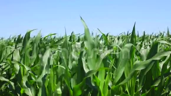 阳光明媚的春日玉米地迎风而飞视频的预览图