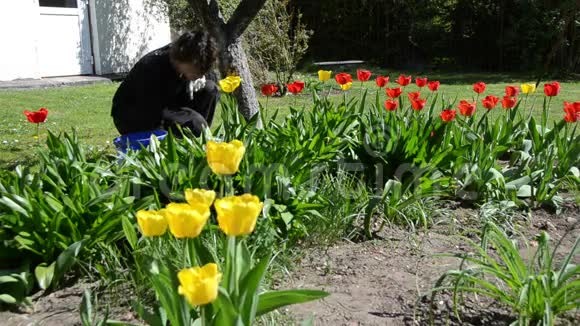 女孩子在后院照料春天的郁金香花视频的预览图