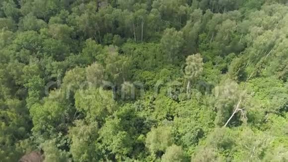 飞越绿色森林视频的预览图