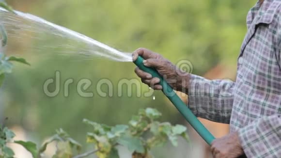 老人用橡皮管里的水浇植物静音没有声音视频的预览图