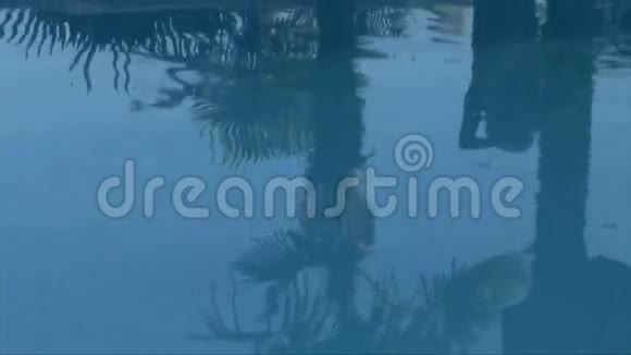 背景与棕榈树视频的预览图