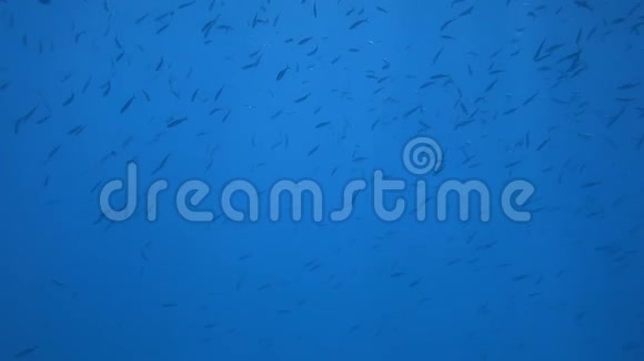 红海鱼派视频的预览图