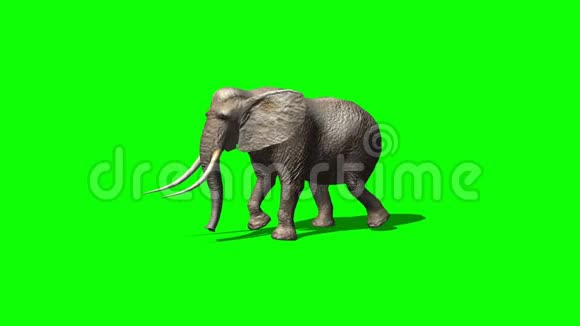 大象在绿色的屏幕前漫步视频的预览图