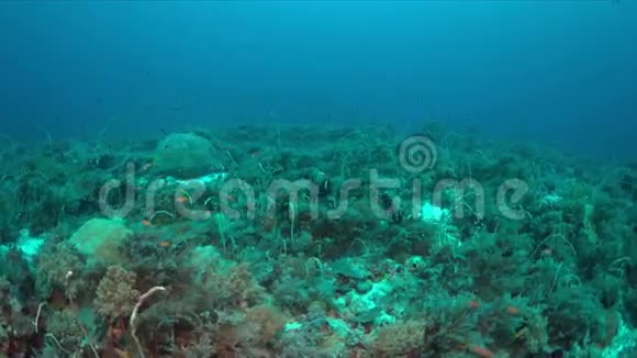 珊瑚礁上的天使视频的预览图