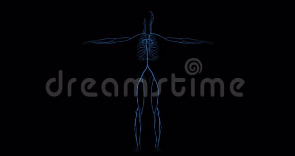 旋转中人体代表的静脉系统视频的预览图