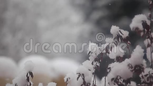 冬季雪园高清镜头视频的预览图
