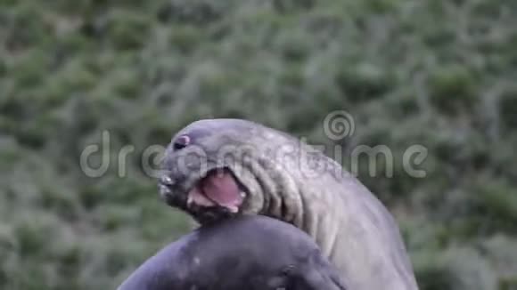 大象海豹大战视频的预览图
