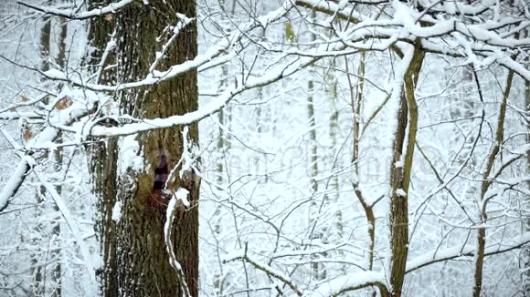 森林中的雪落在树的背景上视频的预览图