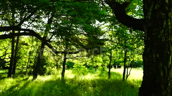 森林树木背景绿色自然景观声音八月潘视频的预览图