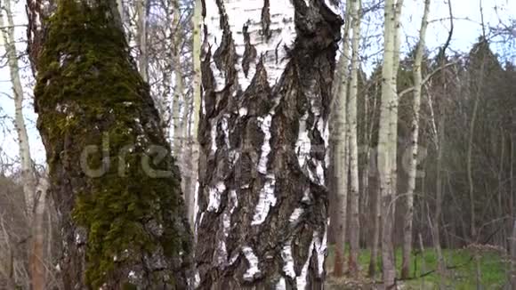 晴天的春天森林视频的预览图