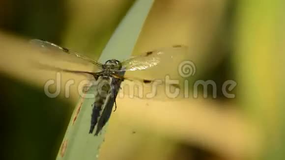 四锅天蜻蜓视频的预览图