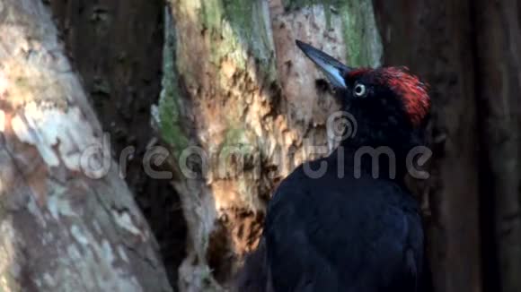 黑色啄木鸟在缓慢运动视频的预览图