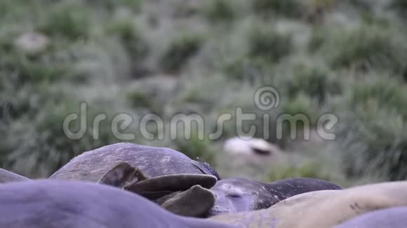 大象海豹大战视频的预览图