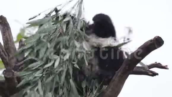 可爱的小熊猫小熊正在中国的树上嬉戏视频的预览图