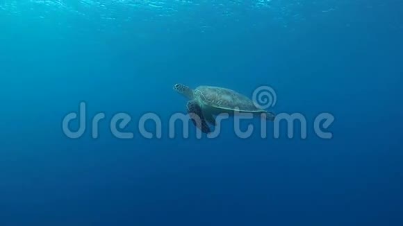 海龟在缓慢运动中游泳视频的预览图