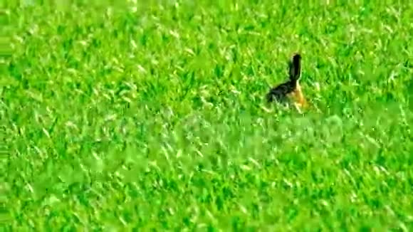 野兔在田野里视频的预览图