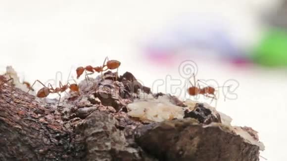 蚂蚁活动的宏观镜头视频的预览图