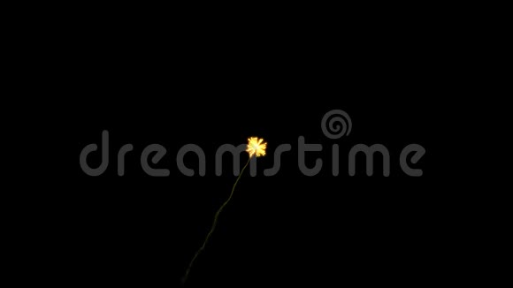 节日烟花在黑色背景上爆炸电脑图形明亮的动画视频的预览图