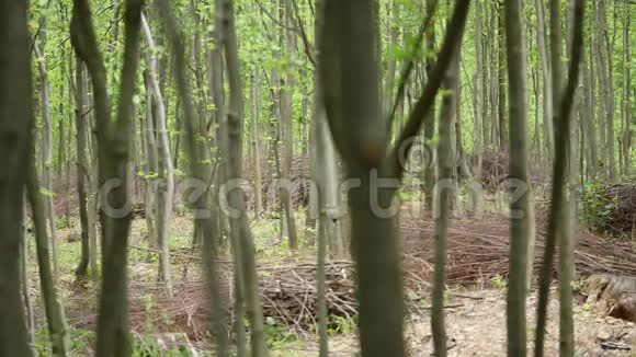 森林树木背景绿色自然景观荒野视频的预览图