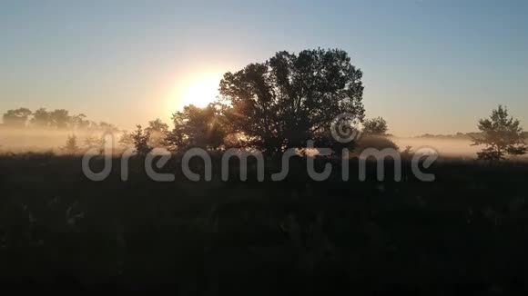 黎明时分雾蒙蒙的树枝上的太阳之眼视频的预览图