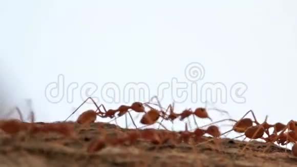 蚂蚁活动的宏观镜头视频的预览图