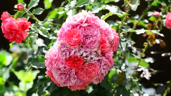 盛开的粉红色玫瑰花丛视频的预览图